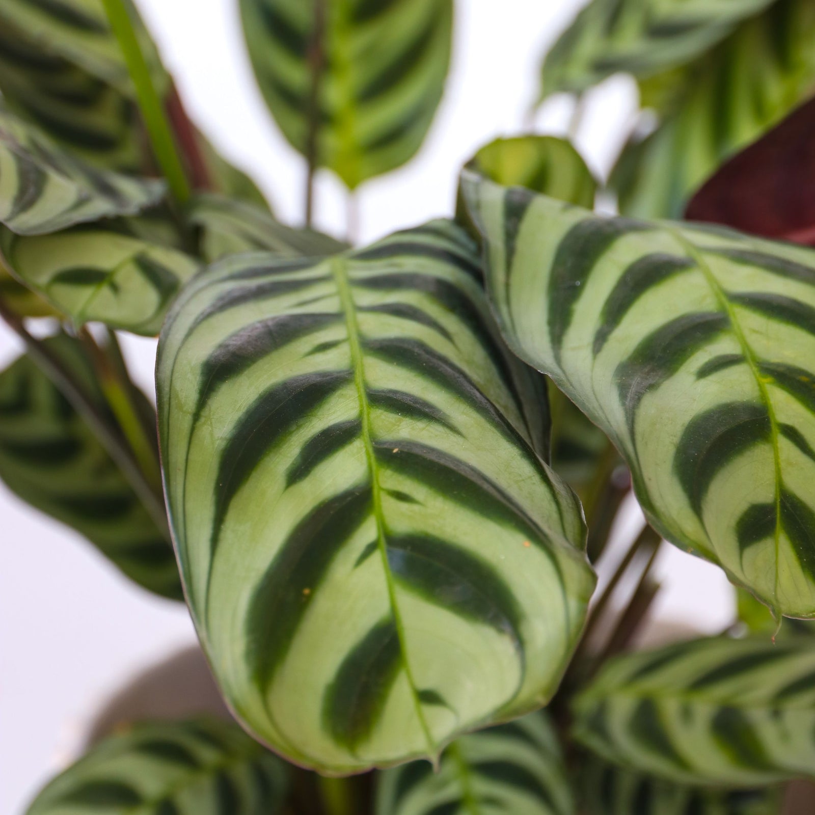 Never Never Plant - 2 Pcs. - Ctenanthe 'burle-marxii' - Height 25-40cm - ⌀12cm | Set of 2 | Green