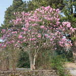 Magnolia 'heaven Scent' Compact Fragrant Pink Shrub (rhs Award Of Garden Merit) | 1 x 9cm | Pink