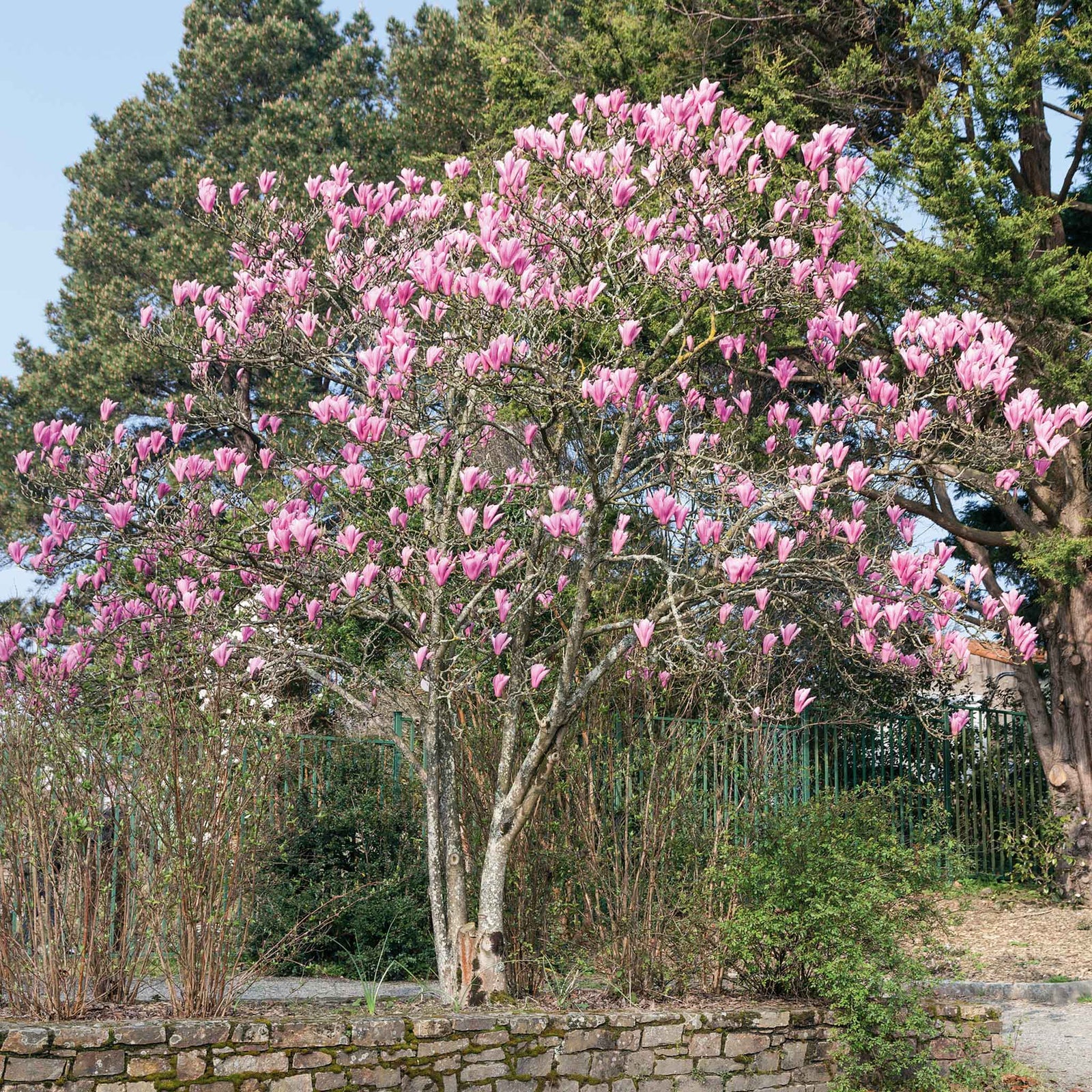 Magnolia 'heaven Scent' Compact Fragrant Pink Shrub (rhs Award Of Garden Merit) | 1 x 9cm | Pink