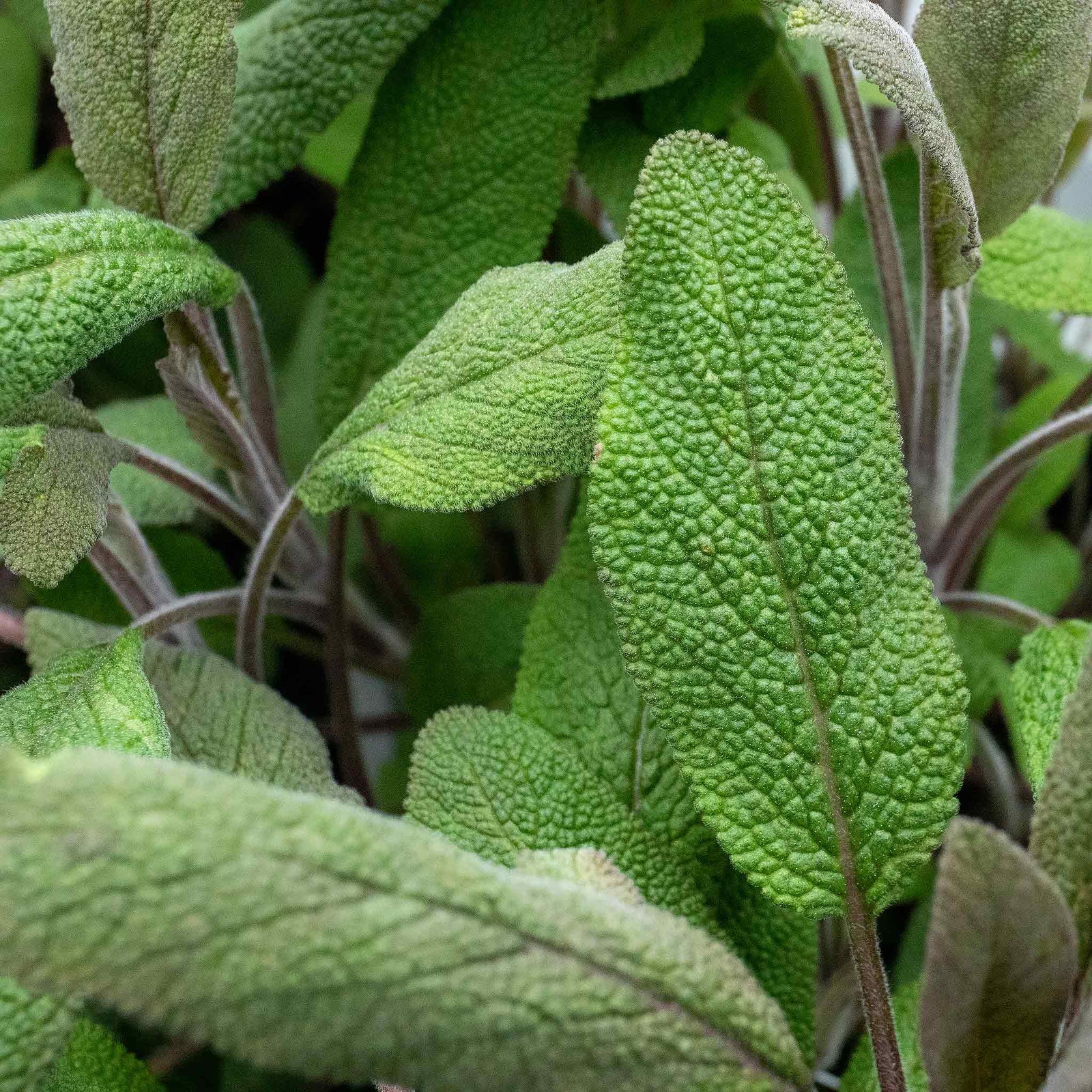 Sage (salvia Officinalis), Hardy Evergreen Culinary Herb, Plants | 9 x 9cm | Silver