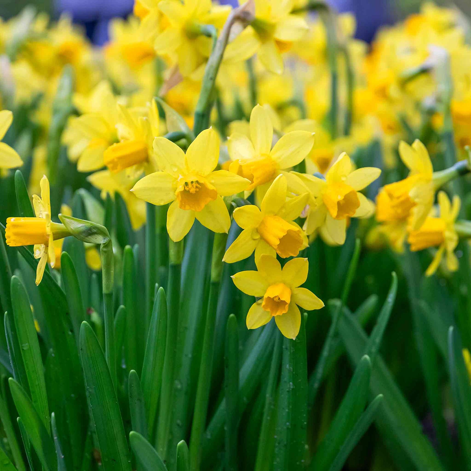 Dwarf Daffodil Tete A Tete | 20 x Bulbs | Yellow