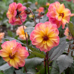 Dahlia Mystic Collection 3 Jewel-toned Varieties | 3 x Jumbo Plugs | Multi Colour