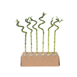 Lucky Bamboo - 6 Pcs. - Dracaena Sanderiana - Height 40-50cm - ⌀2cm | Set-of-6 | Green