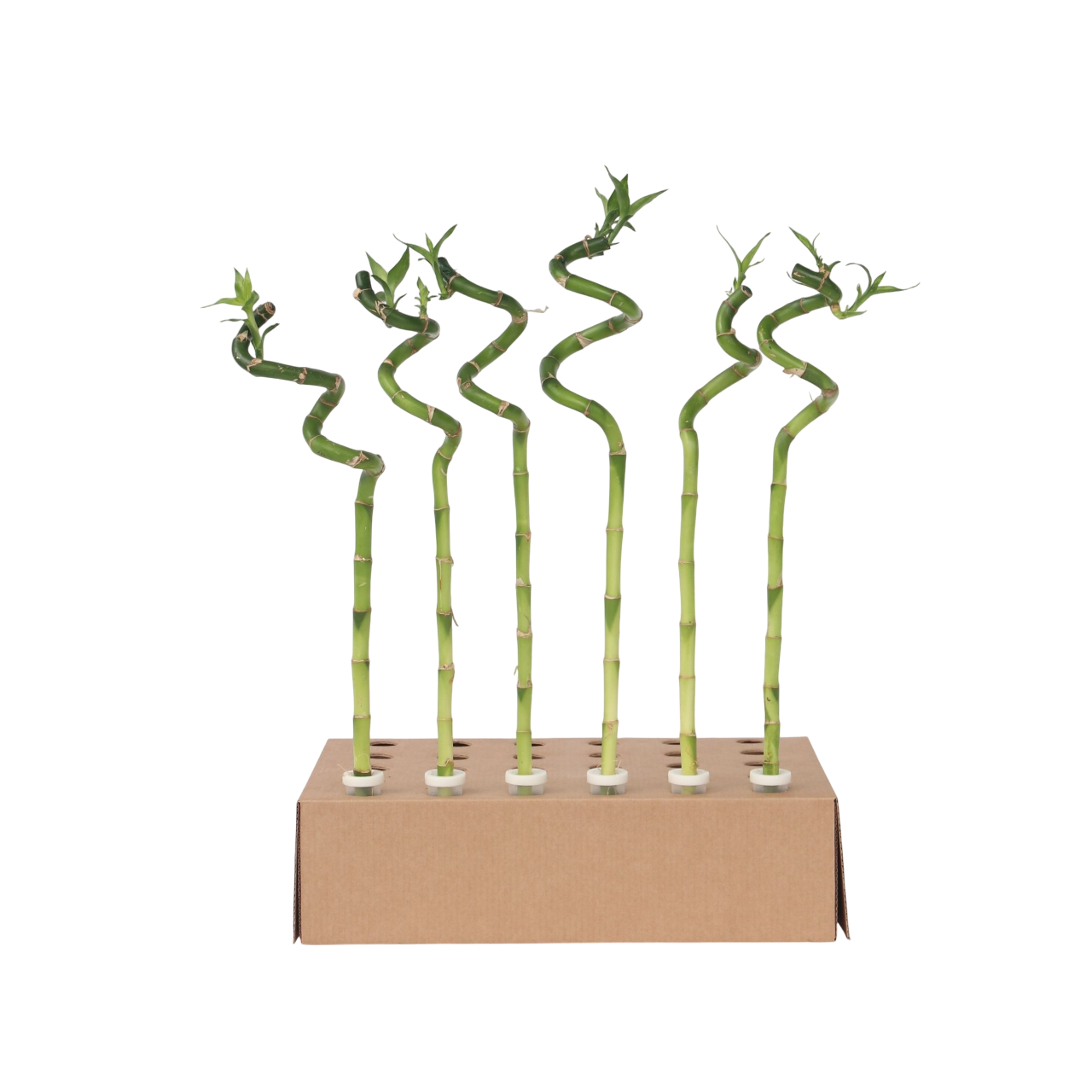 Lucky Bamboo - 6 Pcs. - Dracaena Sanderiana - Height 40-50cm - ⌀2cm | Set-of-6 | Green