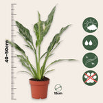 Peace Lilly - 2 Pcs. - Spathiphyllum 'diamond' - Height 40-50cm - ⌀12cm | Set-of-2 | Green
