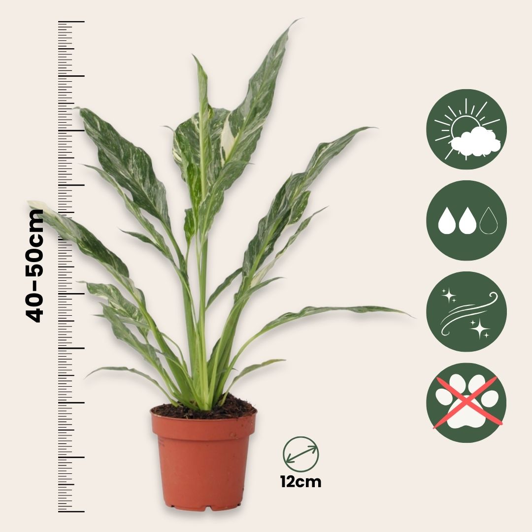 Peace Lilly - 2 Pcs. - Spathiphyllum 'diamond' - Height 40-50cm - ⌀12cm | Set-of-2 | Green