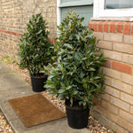Pyramid Bay Tree (laurus Nobilis) - Evergreen Topiary For Pots & Doorways | 70cm | Green