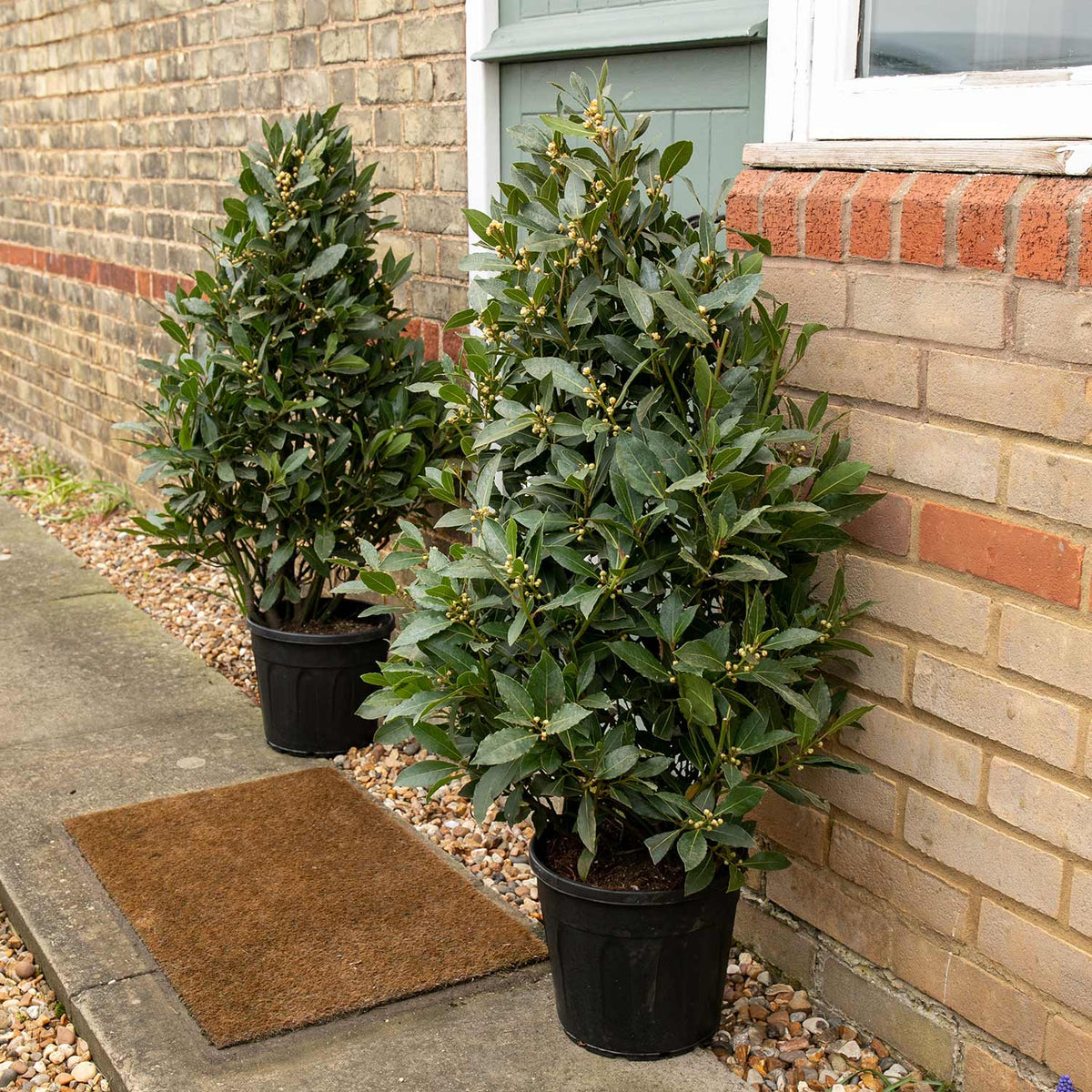 Pyramid Bay Tree (laurus Nobilis) - Evergreen Topiary For Pots & Doorways | 70cm | Green