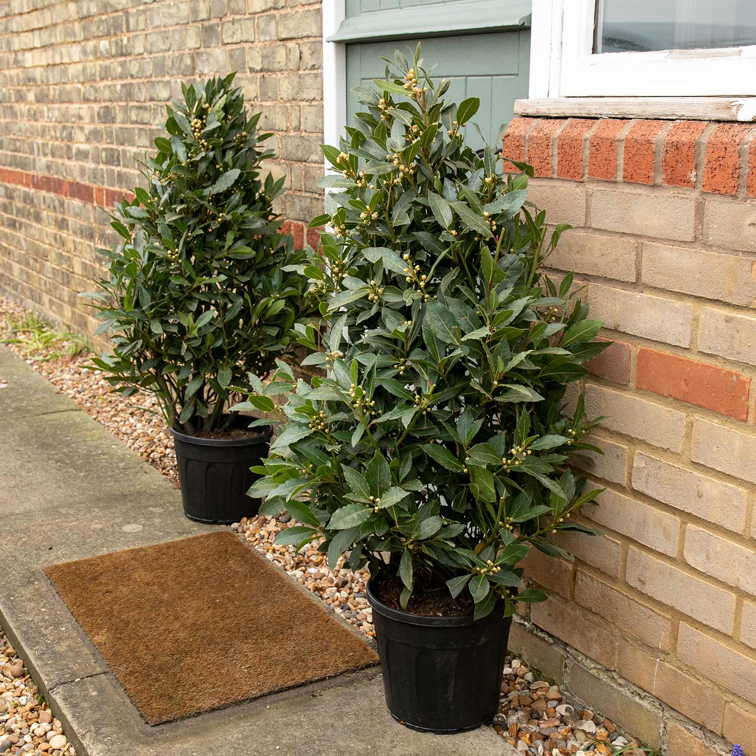 Pyramid Bay Tree (laurus Nobilis) - Evergreen Topiary For Pots & Doorways | 2 x 70cm | Green
