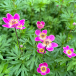 Anemone X Lesseri Spring Beauty Pink - 1 X 9cm Pot