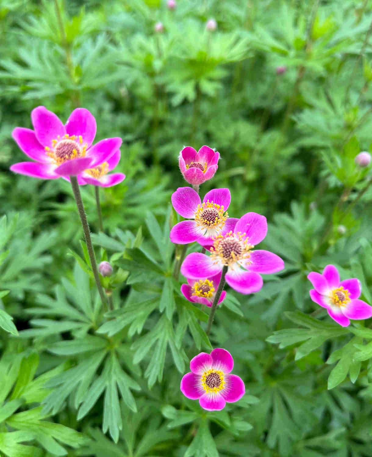 Anemone X Lesseri Spring Beauty Pink - 1 X 9cm Pot