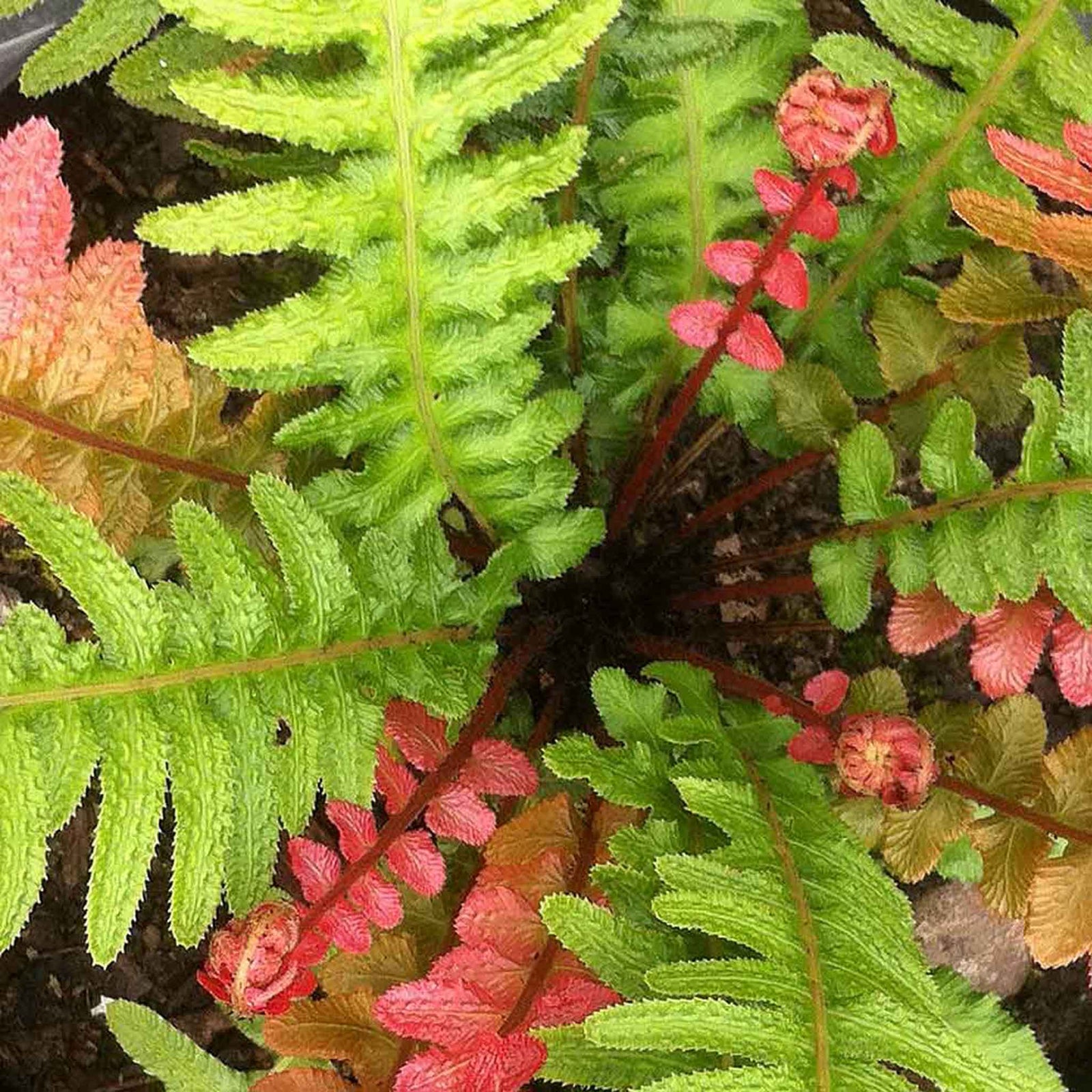 Doodia 'rough Ruby' Fern - Bright Orange Spring Growth, Shade-loving | 1 x 2L | Multi Colour