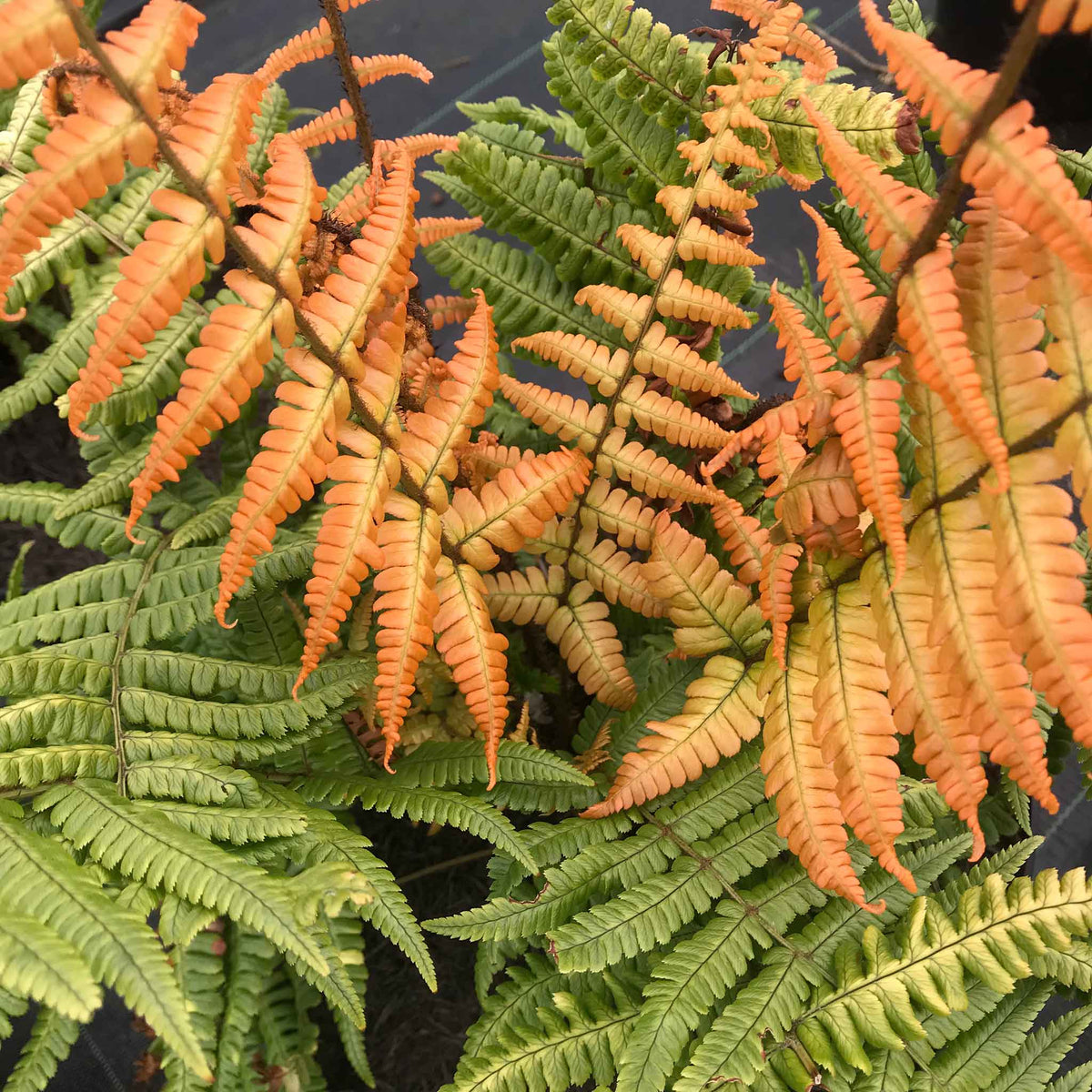 Dryopteris 'jurassic Gold' Fern | Set of 3 | Bronze