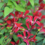 Clematis Gravetye Beauty - A Stunning Deep Read Flower With A Unique Star-shaped Bloom - 1 x 7 cm pot | 1 x 7cm | Red
