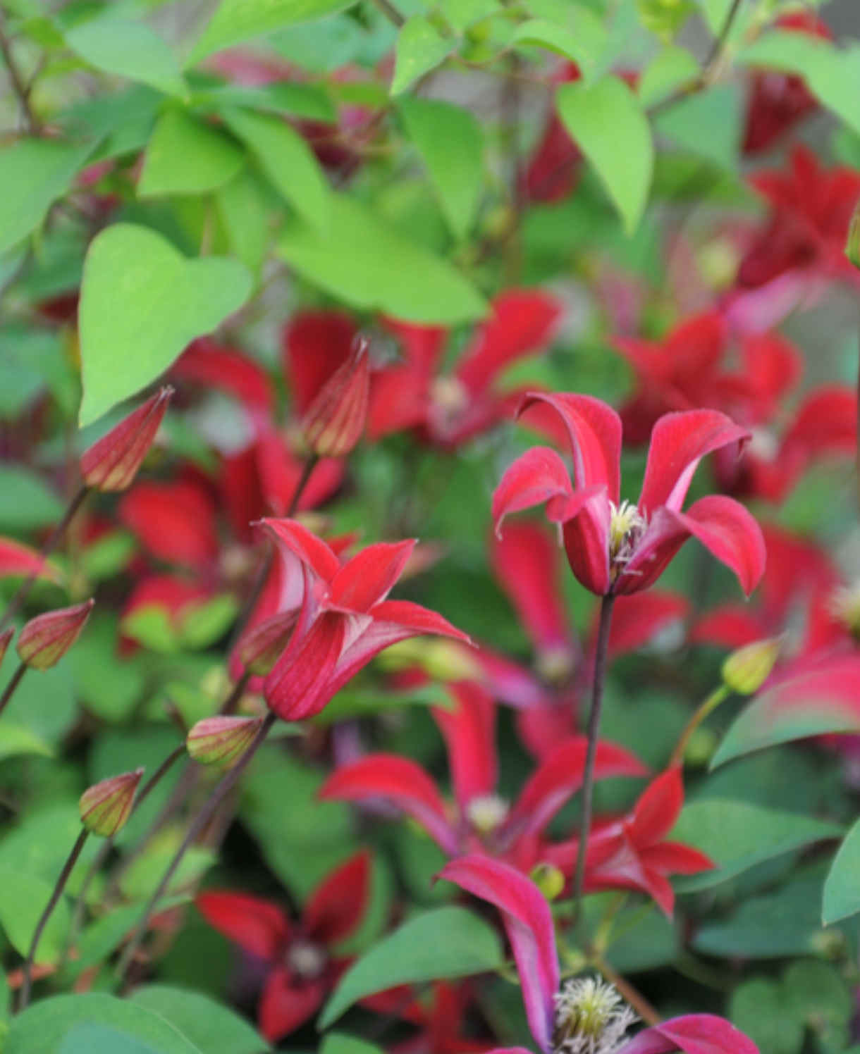 Clematis Gravetye Beauty - A Stunning Deep Read Flower With A Unique Star-shaped Bloom - 1 x 7 cm pot | 1 x 7cm | Red