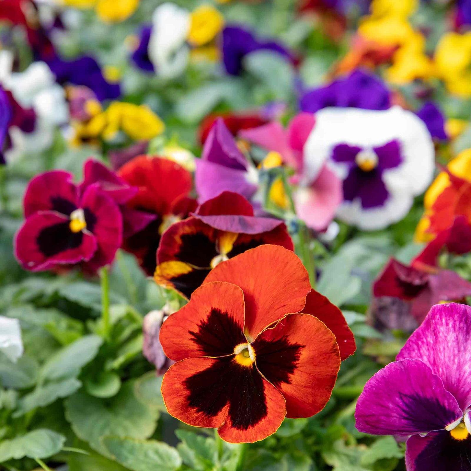 Pansy Matrix Blotched Mix Pro Grower Plugs | 12 x Pro Grower Plugs | Mixed