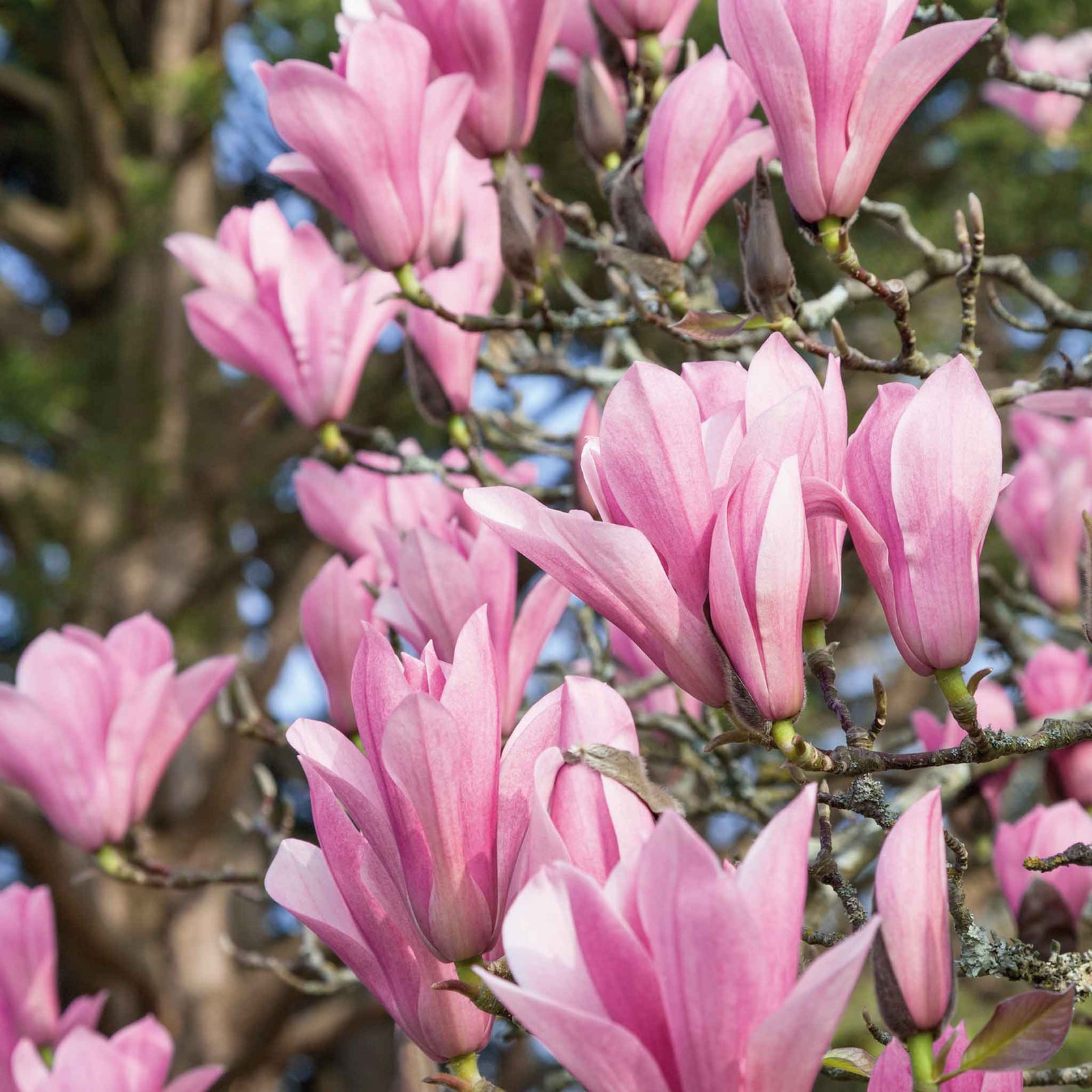 Magnolia 'heaven Scent' Compact Fragrant Pink Shrub (rhs Award Of Garden Merit) | 1 x 3L | Pink