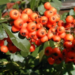 Pyracantha Orange Glow Shrub 2-3ft Large Supplied In A 3 Litre Pot