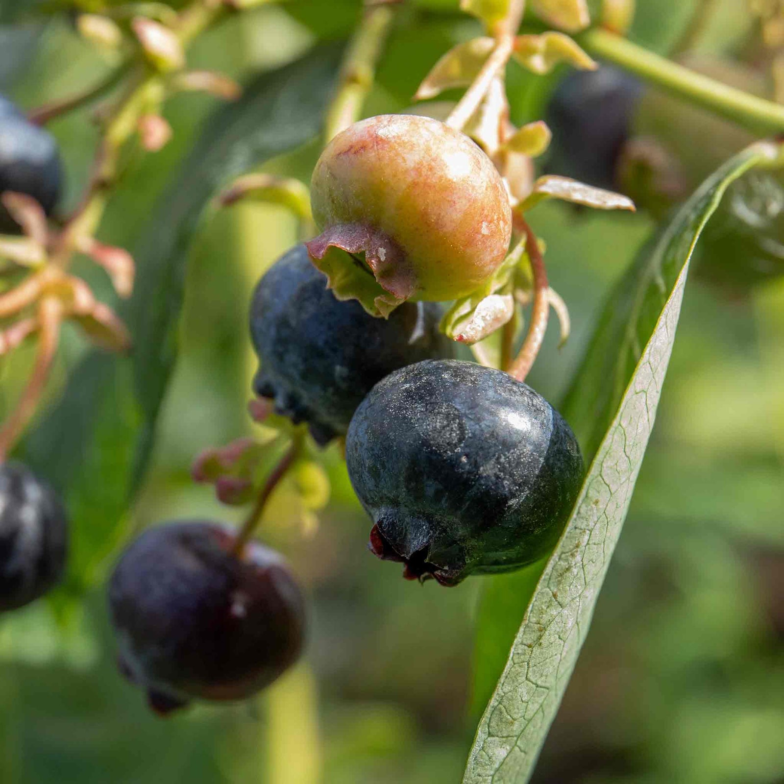 Blueberry Plant 'bluegold' - Late-season Heavy Cropping | 2L