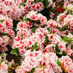 Azalea Encore 'autumn Starburst' Repeat-blooming Bicolour | 1 x 9cm | Green & White