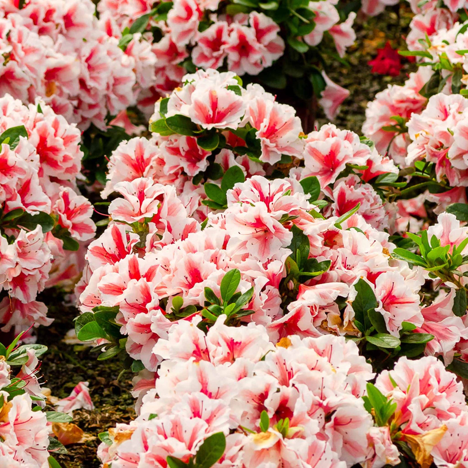 Azalea Encore 'autumn Starburst' Repeat-blooming Bicolour | 1 x 9cm | Green & White