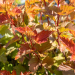 Physocarpus 'magic Ball' Compact Colour-changing Shrub | 1 x 3L