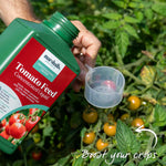 Tiny Temptations Orange Bush Tomato 9cm Plants | Set of 3