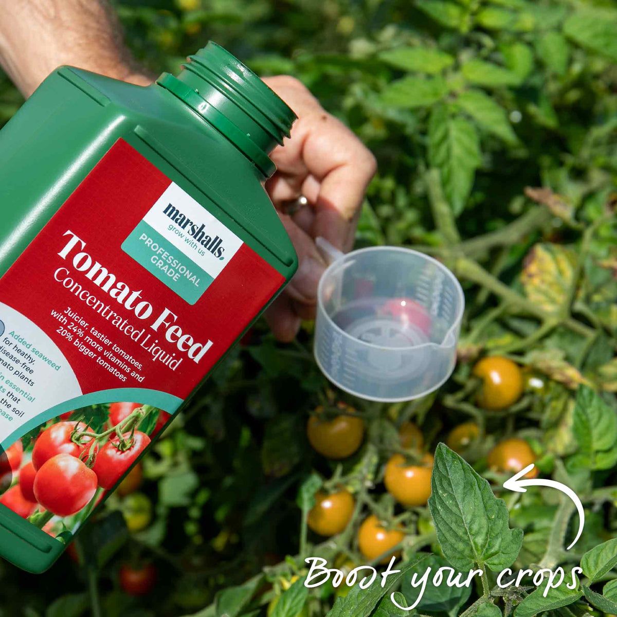 Tiny Temptations Orange Bush Tomato 9cm Plants | Set of 6