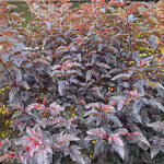 Physocarpus Lady In Red Shrub 5ft Tall Extra Large In A 7.5 Litre Pot