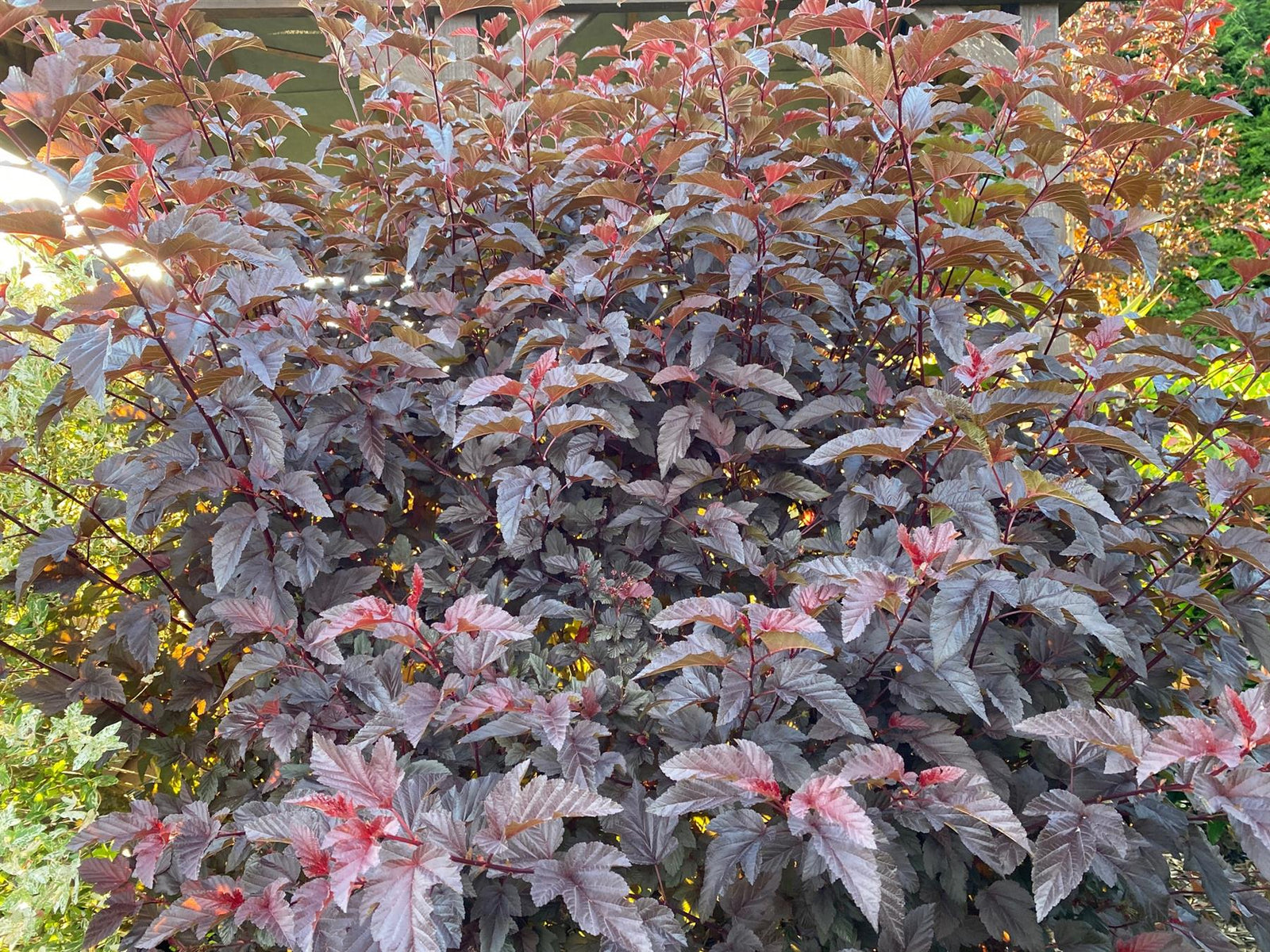 Physocarpus Lady In Red Shrub 5ft Tall Extra Large In A 7.5 Litre Pot