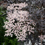 Sambucus Nigra 'black Lace' Shrub | 1 x 9cm | Pink & Black