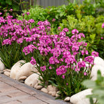 Hayloft Lychnis Viscaria 'Cherry Bubbles' - 9cm Pots