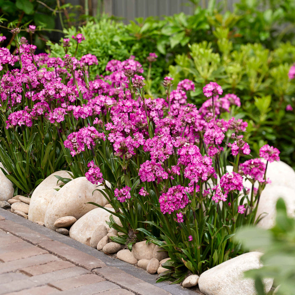 Hayloft Lychnis Viscaria 'Cherry Bubbles' - 9cm Pots