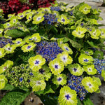 Thompson & Morgan Hydrangea Teller Green Dream Blue - Bicolour Blooms 14cm Pot - Thompson & Morgan
