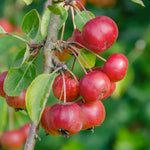 Patio Crab Apple Tree Red Sentinel (dwarf, M9 Rootstock) | 1 x 5L
