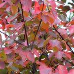 Amelanchier X Grand Robin Hill Tree 6ft Tall Supplied In A 12 Litre Pot
