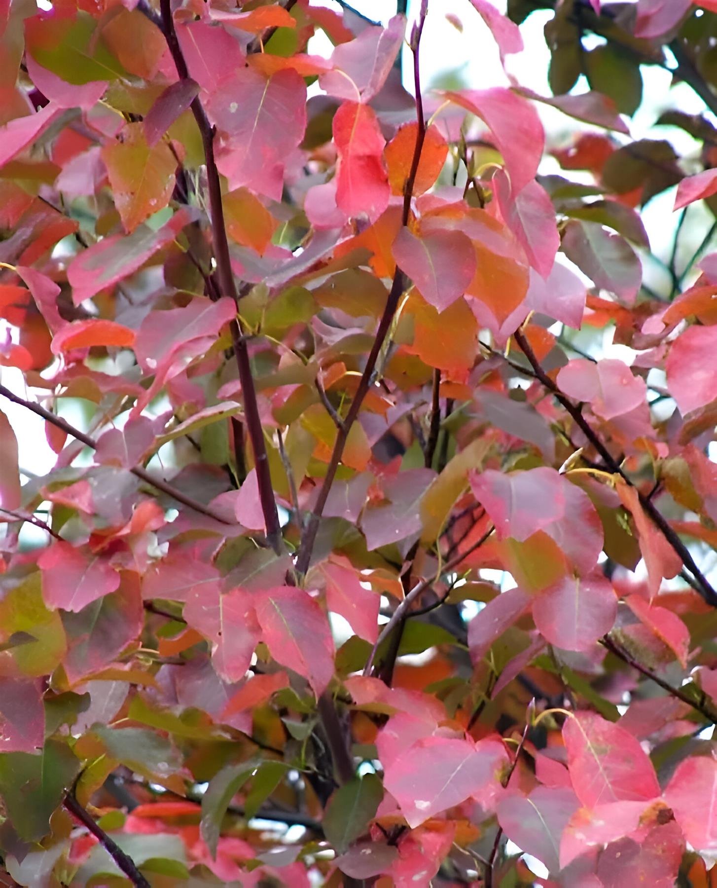 Amelanchier X Grand Robin Hill Tree 6ft Tall Supplied In A 12 Litre Pot