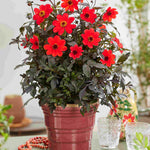 Hayloft Dahlia Mystic Collection - Dark Foliage And Vibrant Flowers 3 Xl Plug Plants