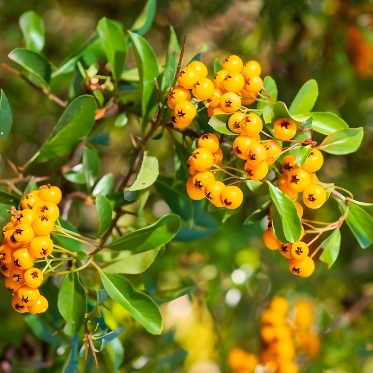 Pyracantha Soleil D'or Yellow Evergreen Garden Shrubs Pack Of 3