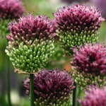 Spring Flowering Bulb Bonanza Collection | 200 x Bulbs