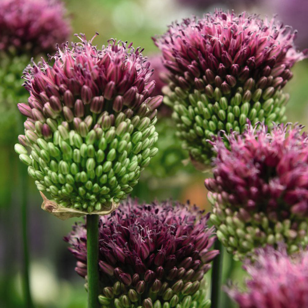 Spring Flowering Bulb Bonanza Collection | 200 x Bulbs