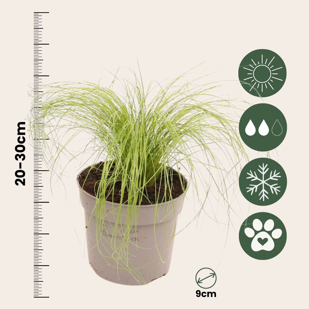 Mexican Feather Grass - Stipa Tenuifolia 'Pony Tails' - H20-30cm - ⌀9cm | Set of 9 | Green