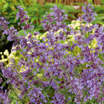 Nepeta 'walker's Low' - Low-growing Pollinator-friendly Catmint | 6 x Jumbo Plugs | Purple