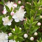 Myrtus Tarentina Fragrant Evergreen Shrub Supplied In A 3 Litre Pot
