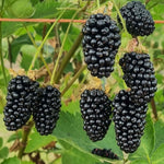 Blackberry 'loch Katrine' Thornless, Heavy-yielding | 1 x 2L