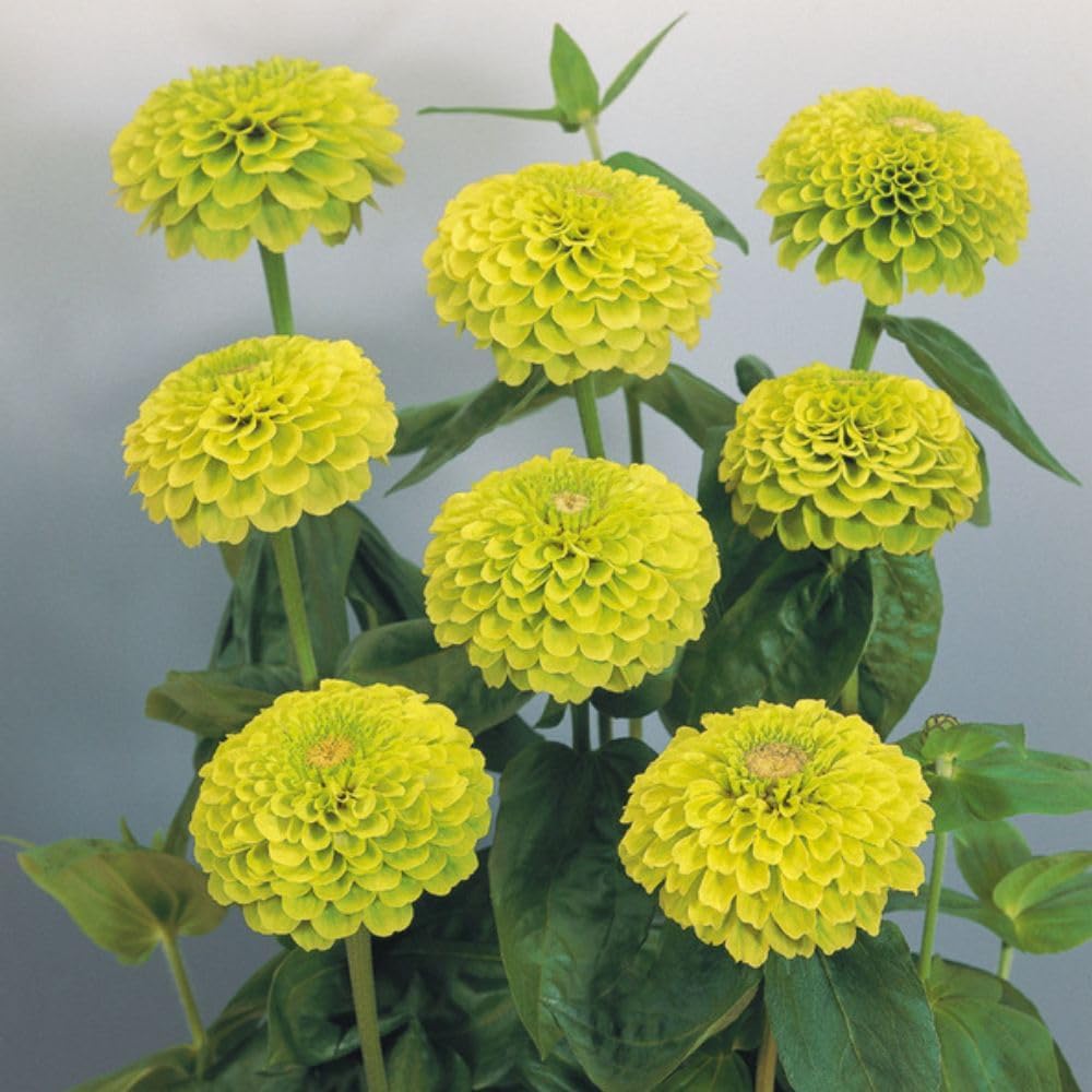 Thompson & Morgan Zinnia Giant Lime 12 X Garden Ready Plants - Vibrant Chartreuse Pom-pom Flowers