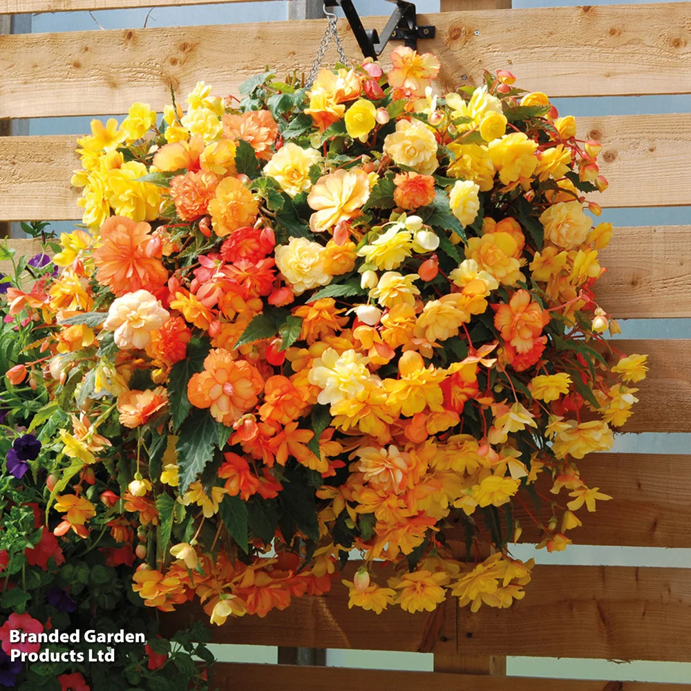 Begonia Apricot Shadespreplanted Hanging Basket 25cm | Set of 1