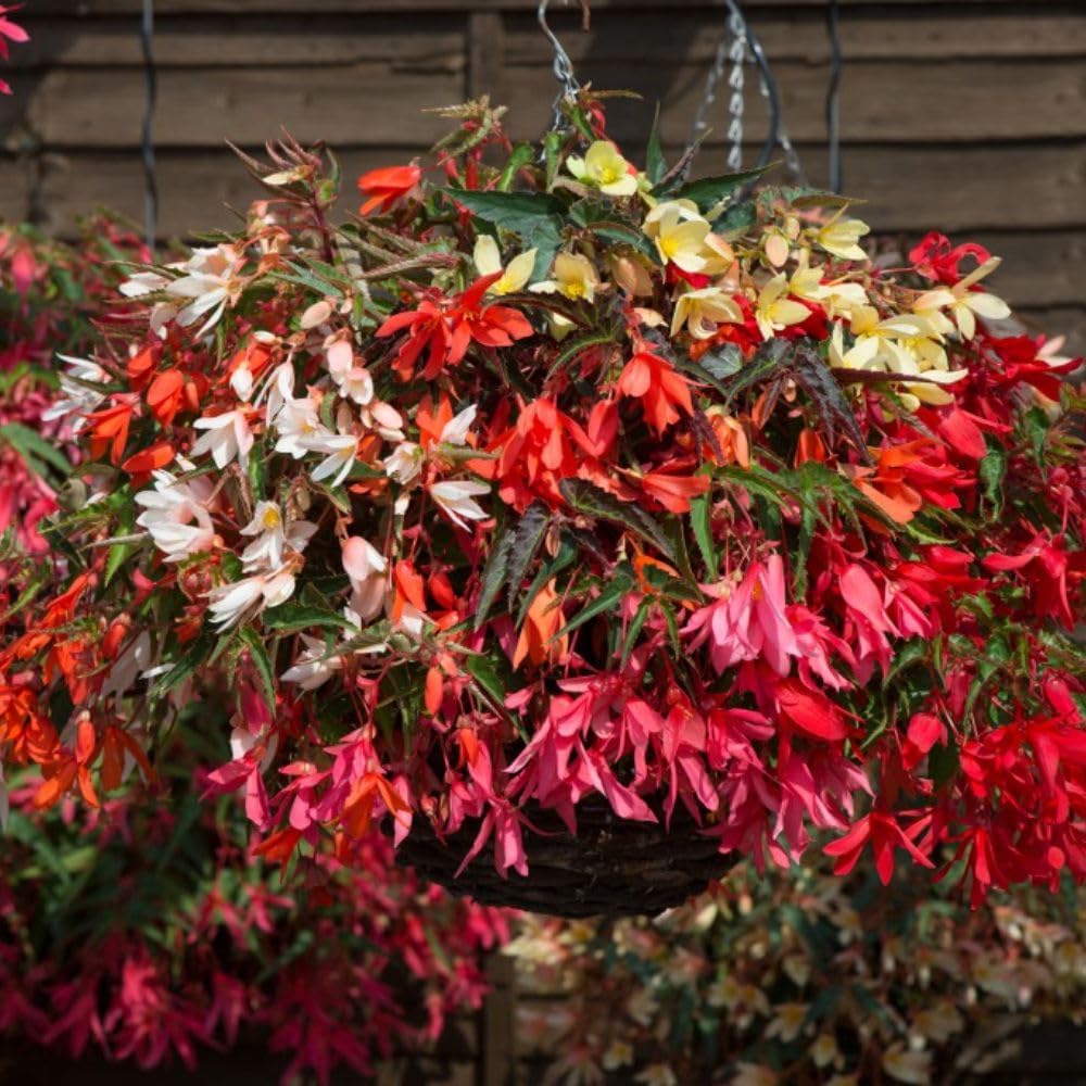 Thompson & Morgan Trailing Begonia Starshine Mixed Collection 12 X Garden Ready Plants