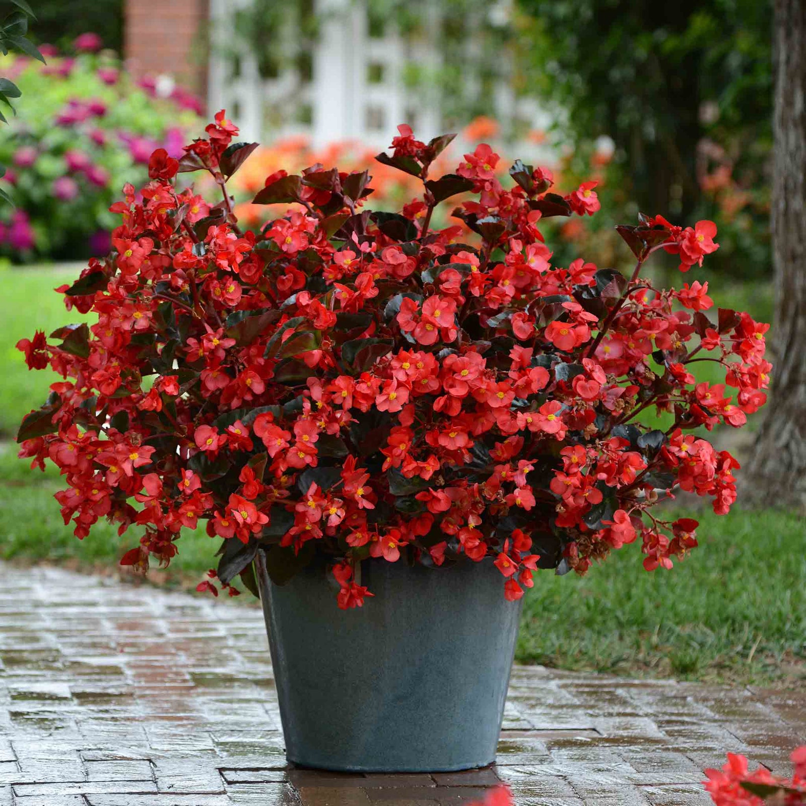 Begonia 'megawatt Red Bronze Leaf' | 12 x Plug Plants | Red