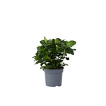 Cape Jasmine - Gardenia Jasminoides - Height 20-30cm - ⌀13cm | Set of 1 | White